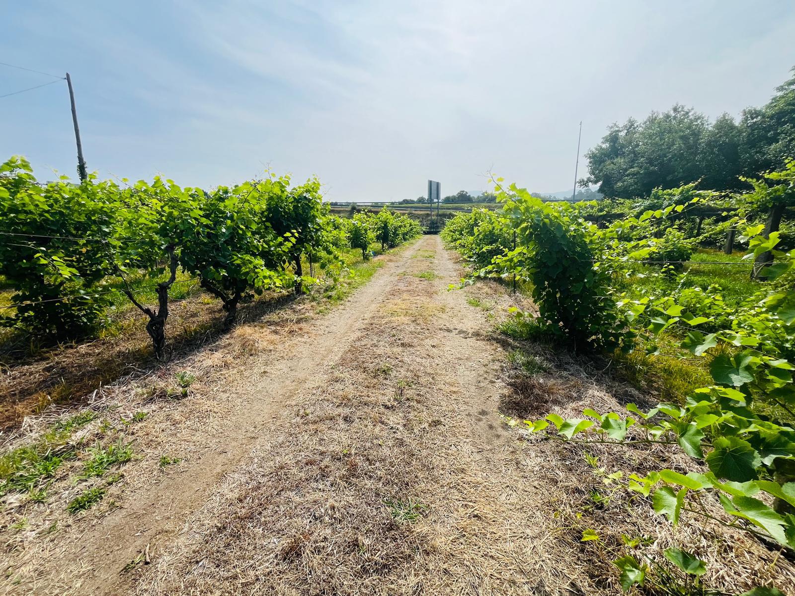Imagen 2 Casa Rústica en venta en Ribadumia / Cerca de paseo fluvial, bodegas y  paso de peregrinos 