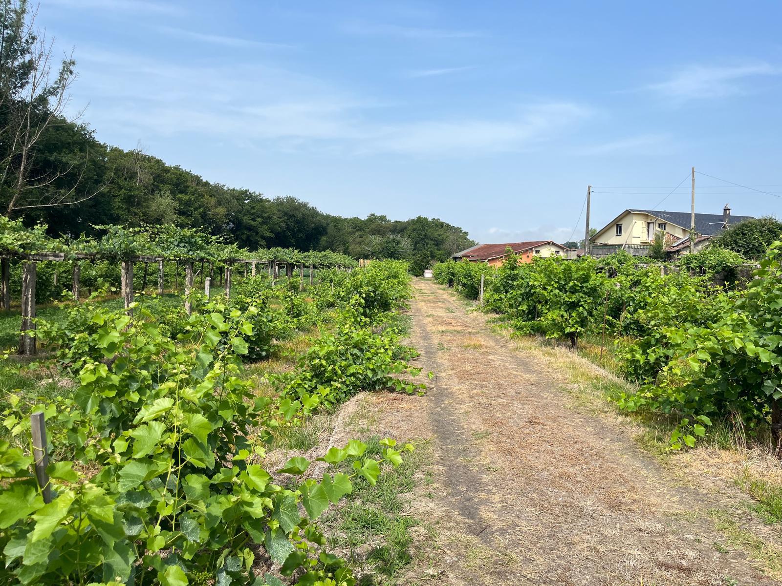 Imagen 15 Casa Rústica en venta en Ribadumia / Cerca de paseo fluvial, bodegas y  paso de peregrinos 