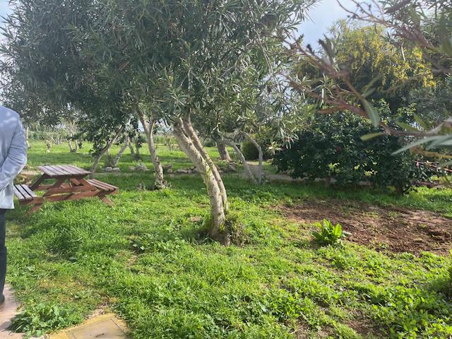 Imagen 16 Inmueble 288599 - Casa Rústica en venta en Manacor / Entre Cala Murada y Calas de Mallorca