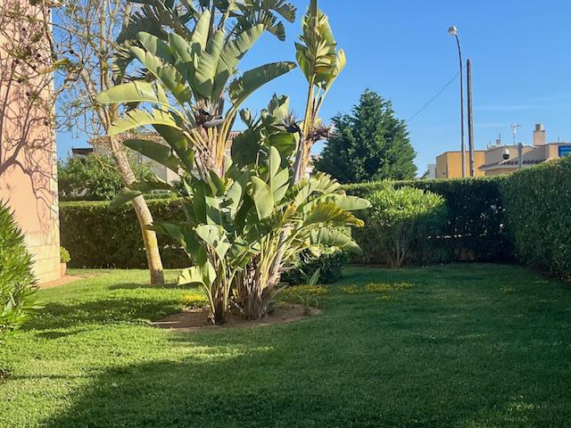 Imagen 23 Inmueble 290299 - Planta Baja en venta en Llucmajor / Piso planta baja en venta en Sa Ràpita - Campos