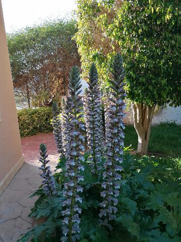 Imagen 60 Inmueble 292139 - Casa Aislada en venta en Busot / Calle lesco marques