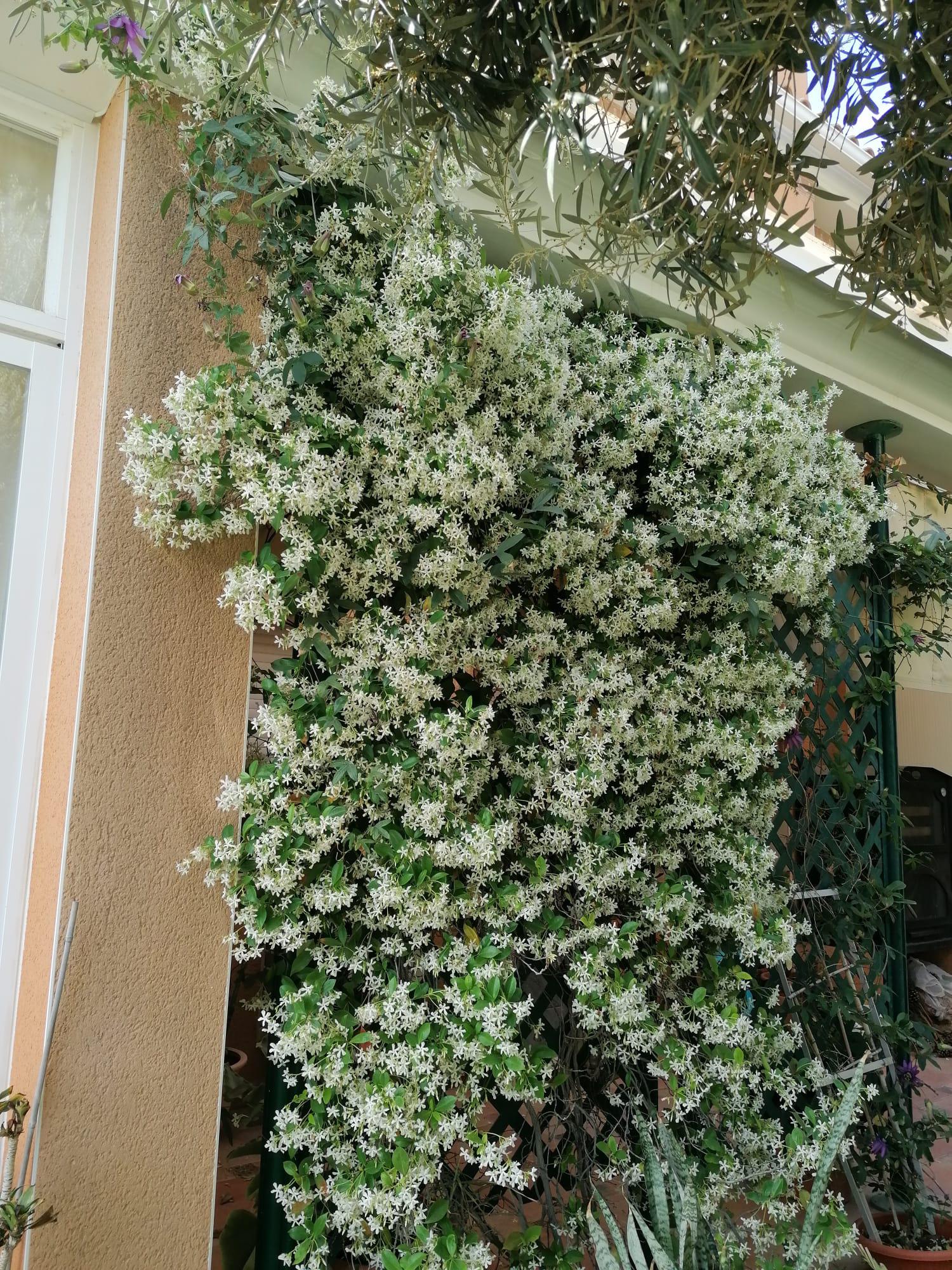 Imagen 58 Casa Aislada en venta en Busot / Calle lesco marques