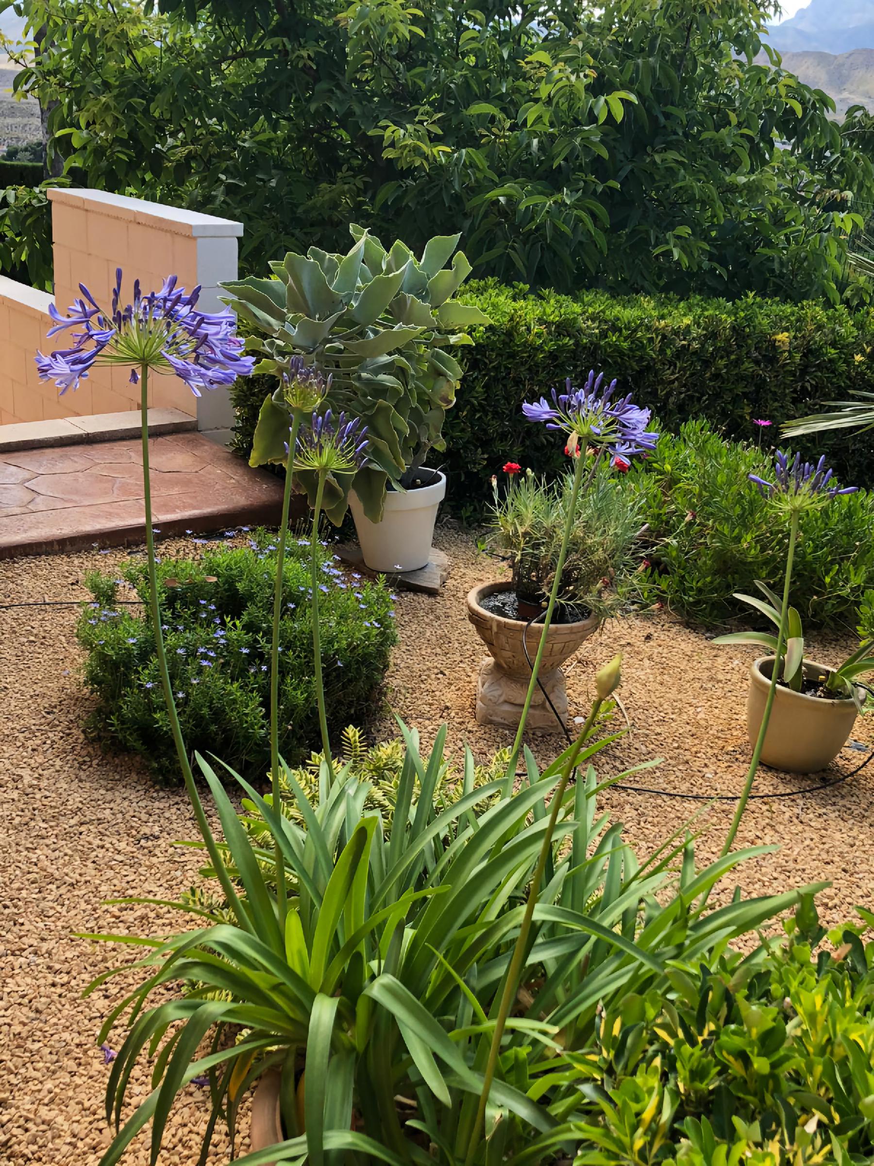 Imagen 56 Casa Aislada en venta en Busot / Calle lesco marques