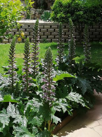 Imagen 63 Inmueble 292139 - Casa Aislada en venta en Busot / Calle lesco marques