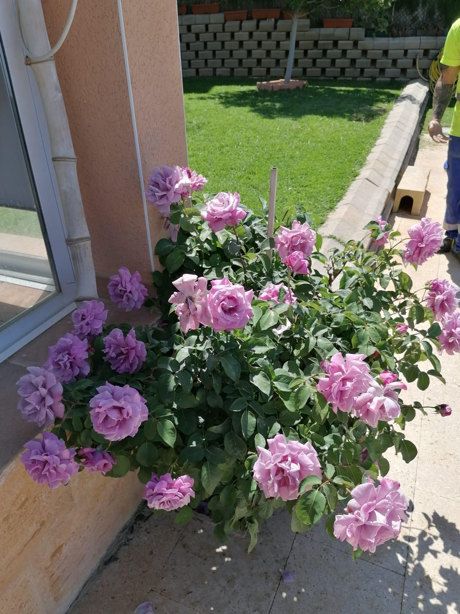 Imagen 57 Casa Aislada en venta en Busot / Calle lesco marques