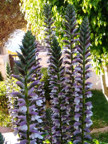 Imagen 62 Inmueble 292139 - Casa Aislada en venta en Busot / Calle lesco marques