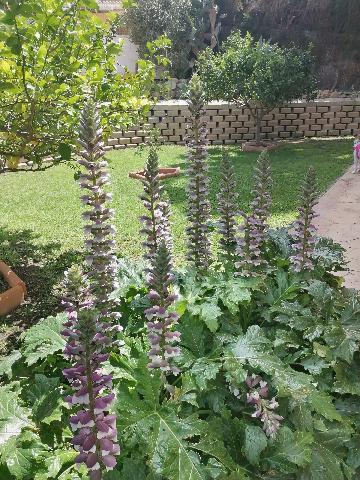 Imagen 59 Inmueble 292139 - Casa Aislada en venta en Busot / Calle lesco marques