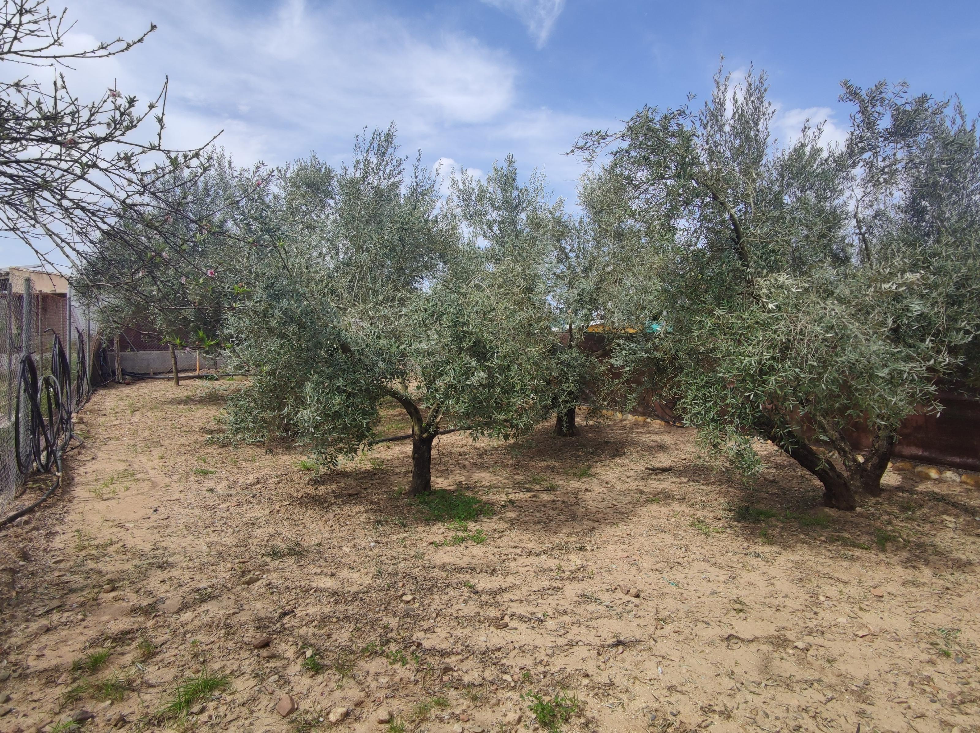 Imagen 15 Casa Aislada en venta en Andújar / A tan solo 5 minutos de Andújar , zona Parrilla