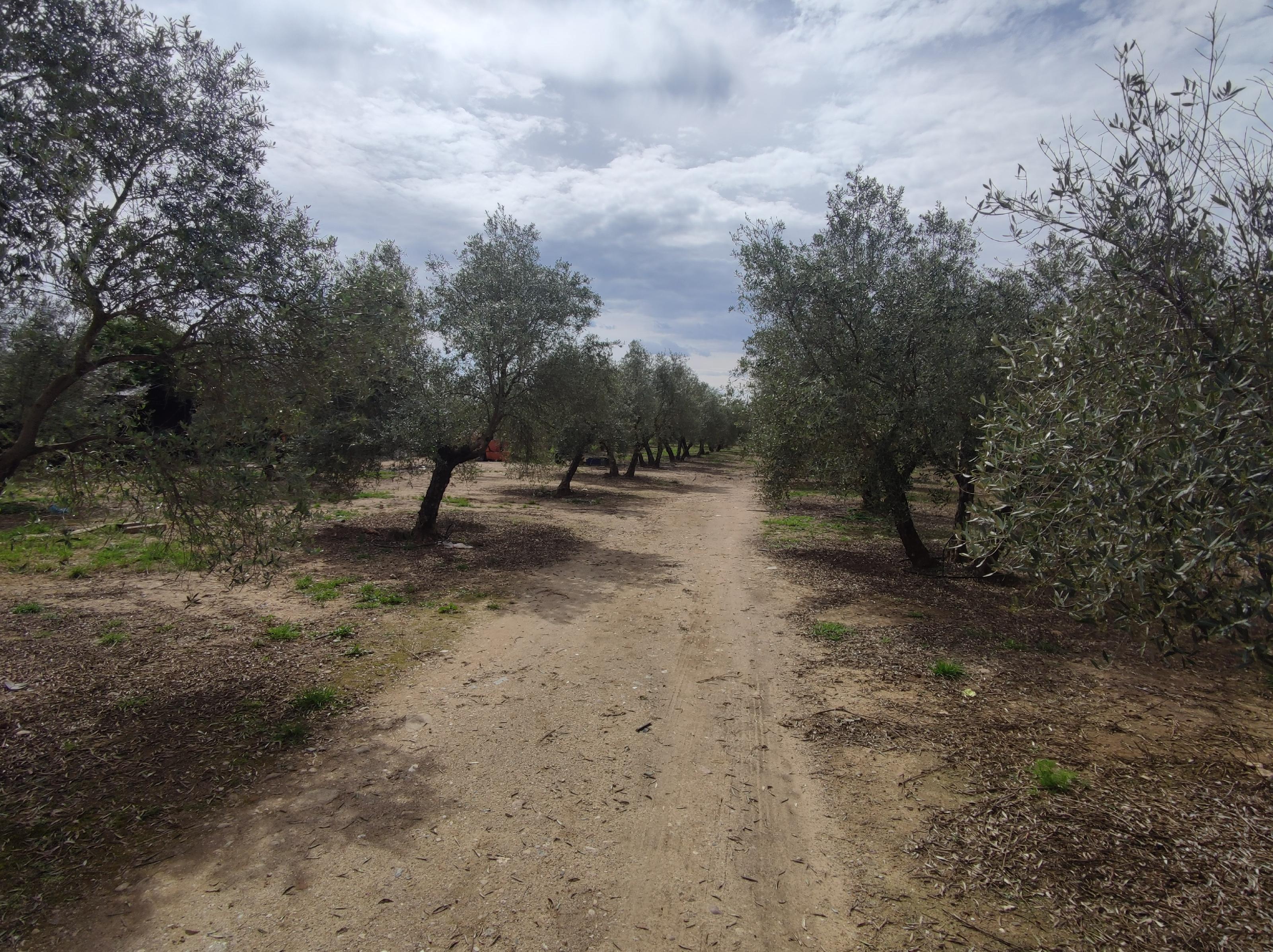 Imagen 17 Casa Rústica en venta en Andújar / Carretera Virgen de la Cabeza, a 3 minutos de Andújar