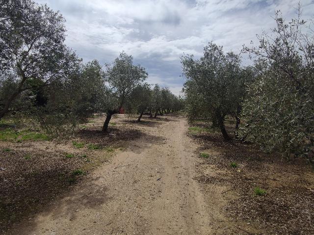 Imagen 17 Inmueble 292577 - Casa Rústica en venta en Andújar / Carretera Virgen de la Cabeza, a 3 minutos de Andújar