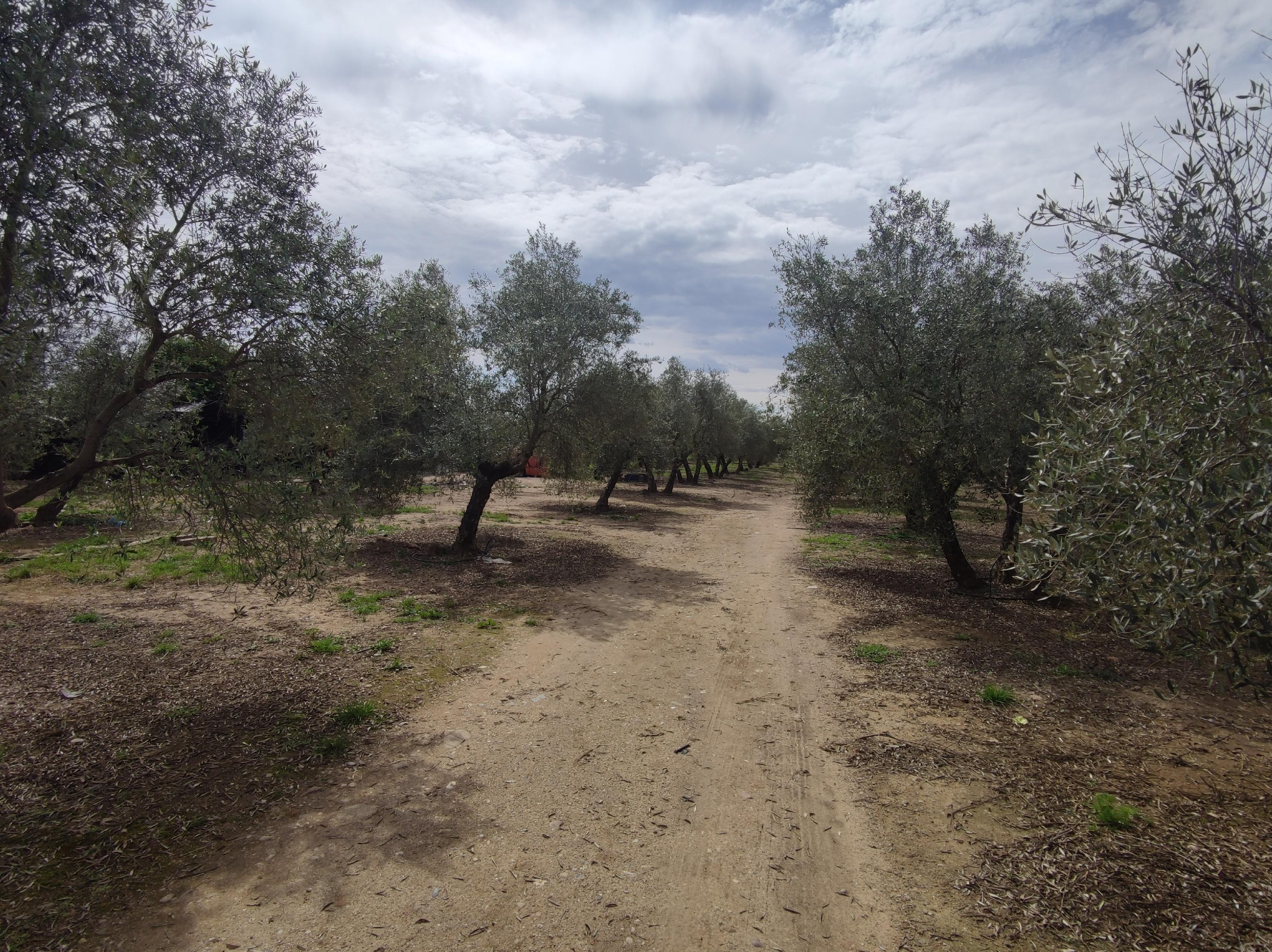 Imagen 18 Casa Rústica en venta en Andújar / Carretera Virgen de la Cabeza, a 3 minutos de Andújar