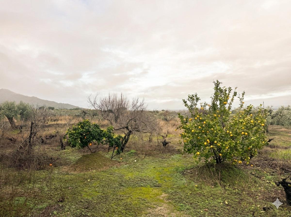 Imagen 19 Casa Rústica en venta en Montánchez / Zona de Robledo, Montánchez