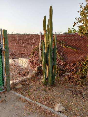 Imagen 14 Inmueble 300210 - Casa Rústica en venta en Arcos De La Frontera / Torrecillas, arcos de la frontera,8