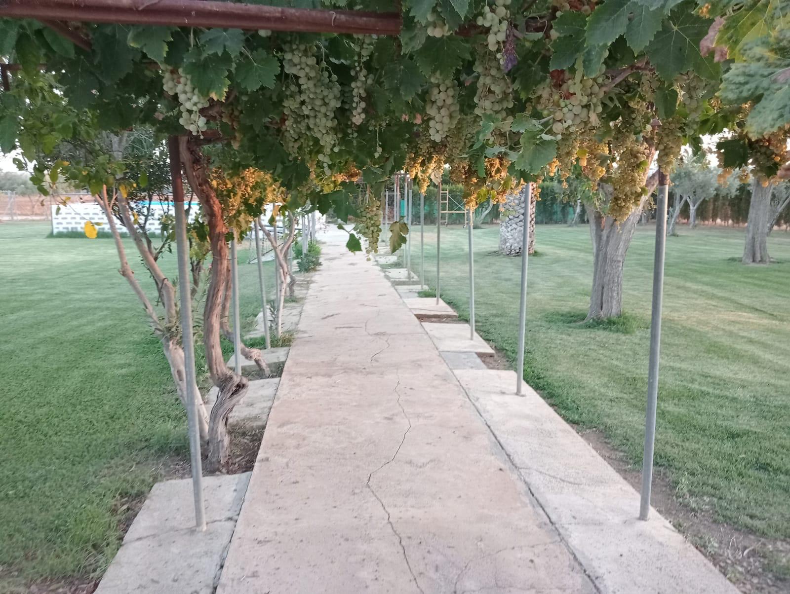 Imagen 17 Casa Rústica en venta en Arcos De La Frontera / Torrecillas, arcos de la frontera,8