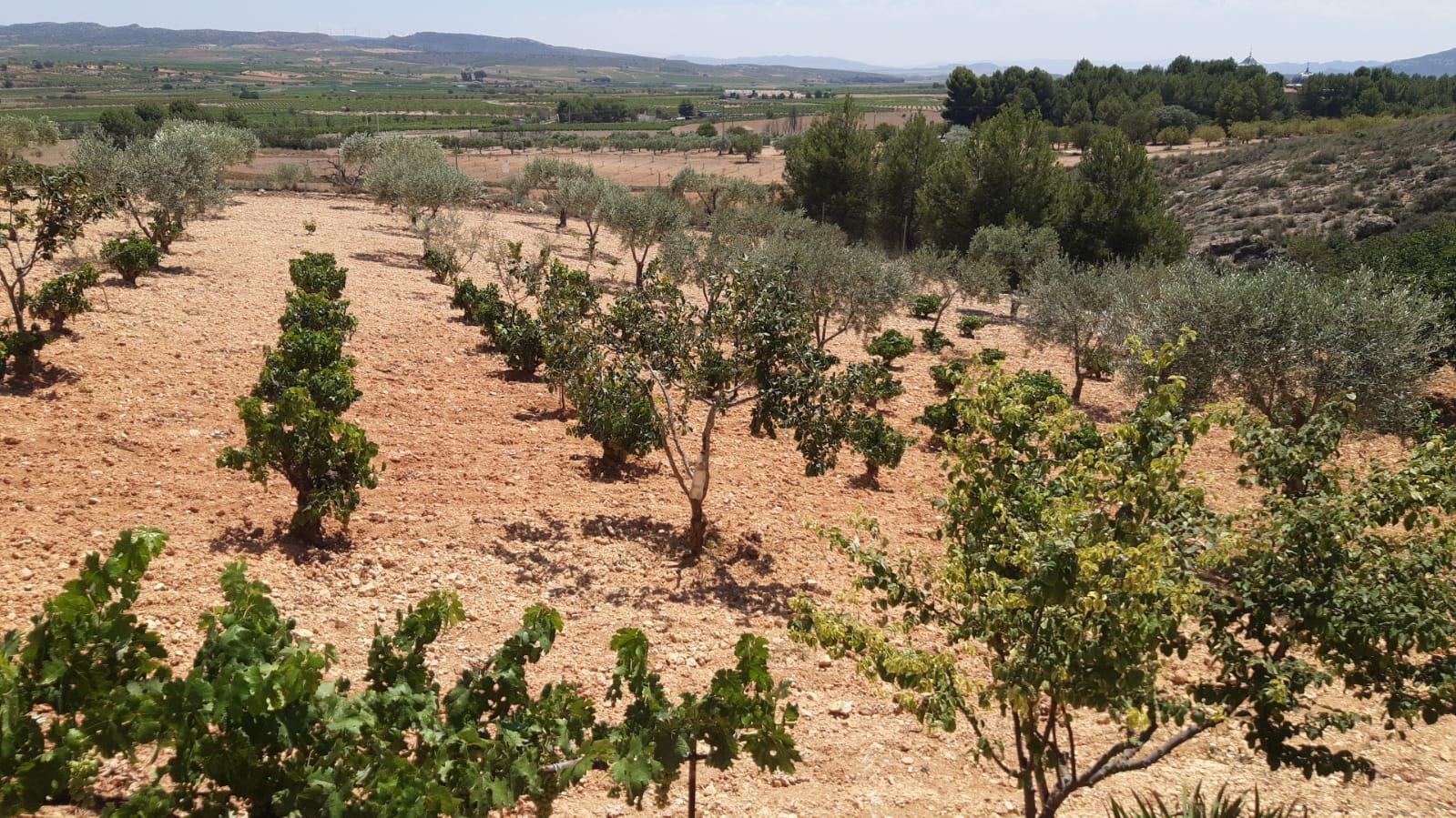 Imagen 14 Casa Aislada en venta en Montealegre Del Castillo / Zona Consultorio. Carretera Montealegr...