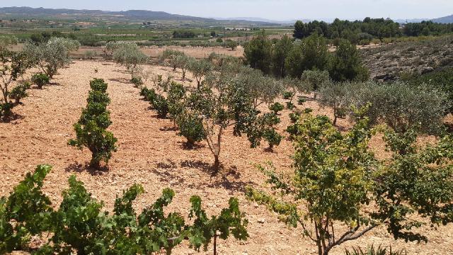 Imagen 14 Inmueble 277328 - Casa Aislada en venta en Montealegre Del Castillo / Zona Consultorio. Carretera Montealegr...