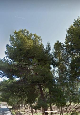 Imagen 4 Inmueble 283569 - Casa Adosada en venta en Villena / Casa adosada para reformar en zona Las Cruces . 157 m2