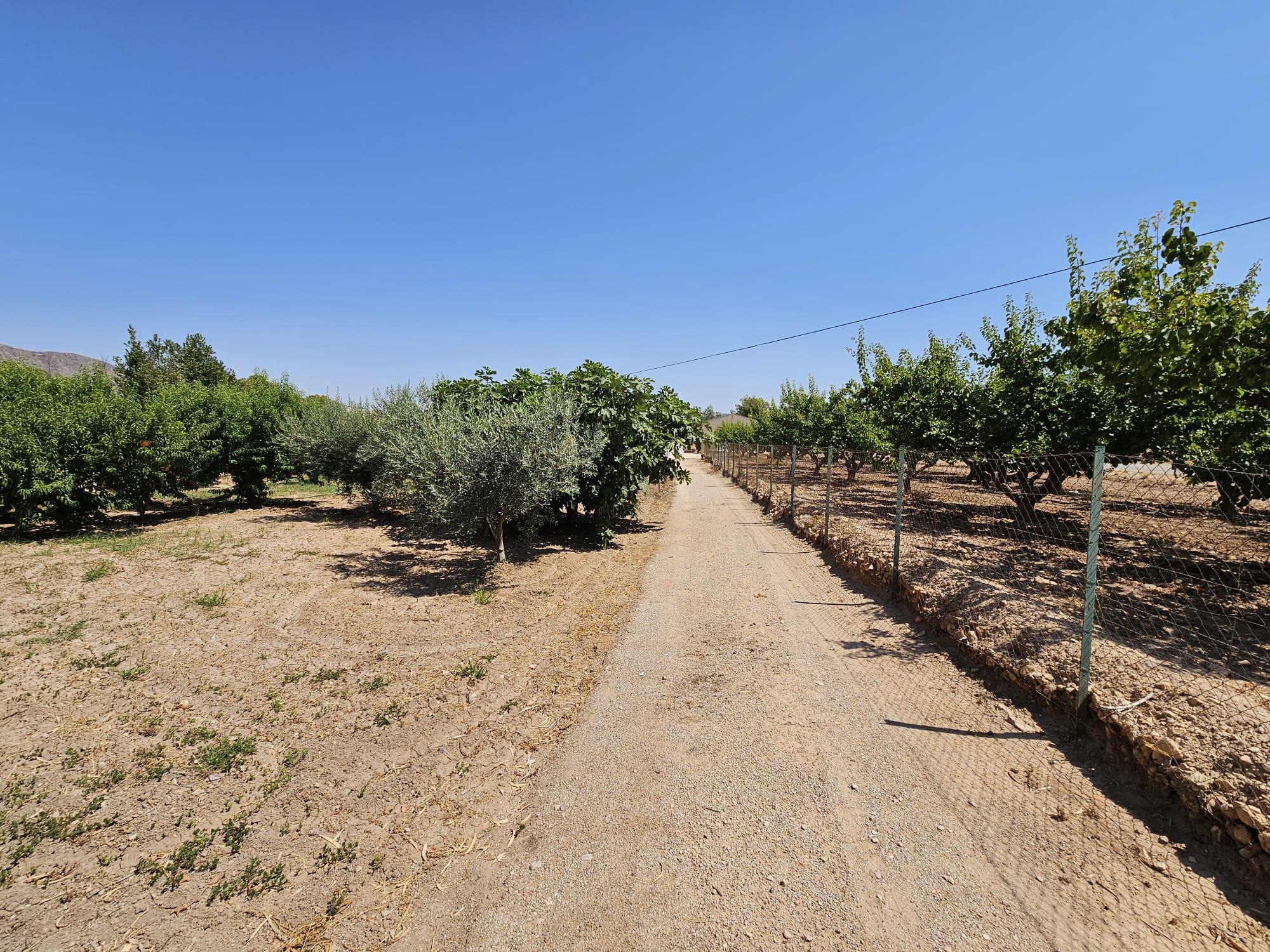 Imagen 34 Casa Rústica en venta en Jumilla / Casa de Campo con piscina junto a las Encebras-Jumilla