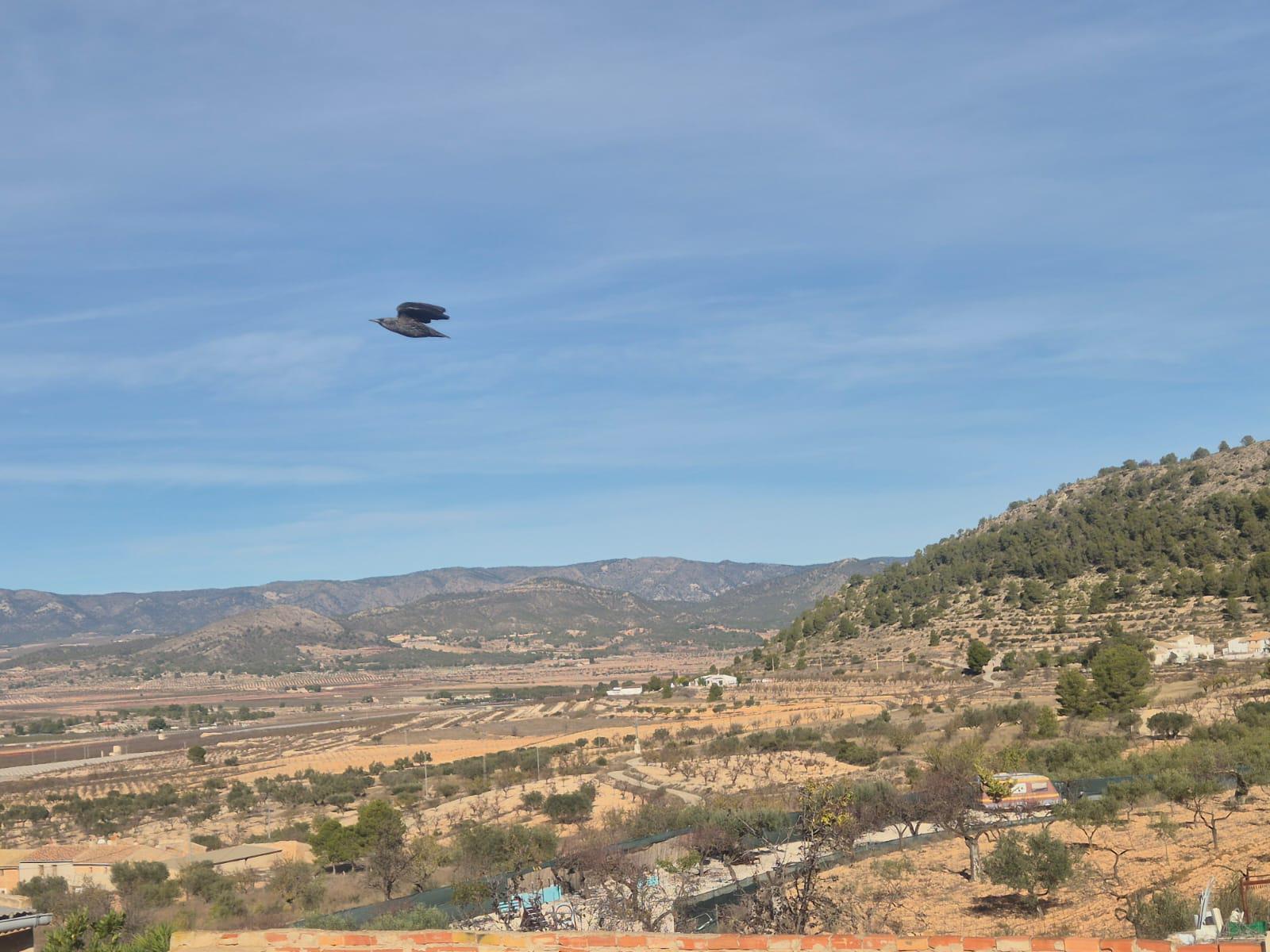 Imagen 29 Casa Pareada en venta en Monóvar/monòver / Casa adosada en Pda. de la Zafra, a 4 Km de Monovar