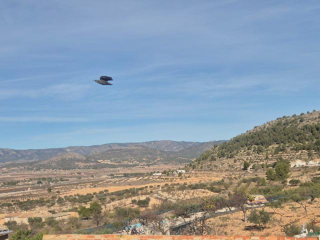 Imagen 29 Inmueble 298679 - Casa Pareada en venta en Monóvar/monòver / Casa adosada en Pda. de la Zafra, a 4 Km de Monovar