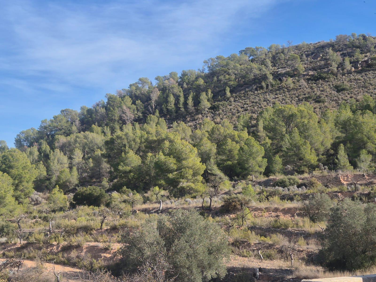 Imagen 34 Casa Pareada en venta en Monóvar/monòver / Casa adosada en Pda. de la Zafra, a 4 Km de Monovar