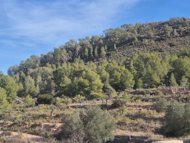 Imagen 34 Inmueble 298679 - Casa Pareada en venta en Monóvar/monòver / Casa adosada en Pda. de la Zafra, a 4 Km de Monovar