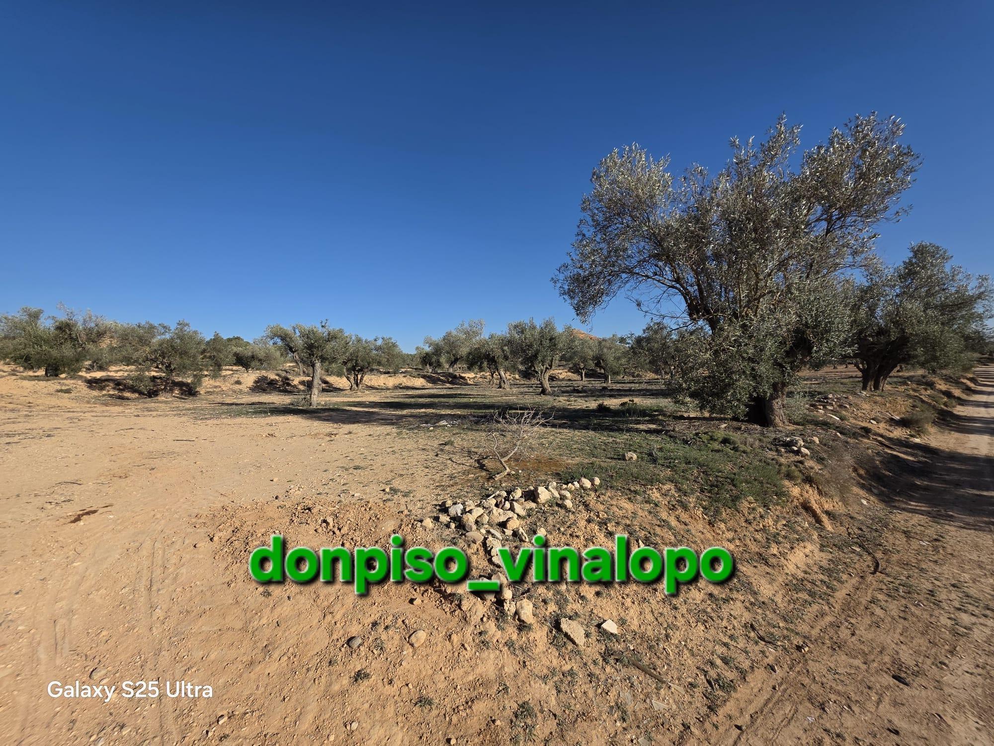 Imagen 21 Casa Rústica en venta en Caudete / Finca rústica con casa , Hoya Hermosa-Casa de Pina