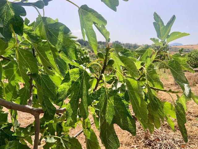 Imagen 35 Inmueble 297920 - Casa Rústica en venta en Pizarra / Ubicado a  1 kl de la carretera principal, con vecinos.