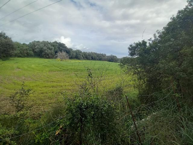 Imagen 6 Inmueble 293015 - Casa en venta en Selva / Finca rústica en Selva (Baleares)