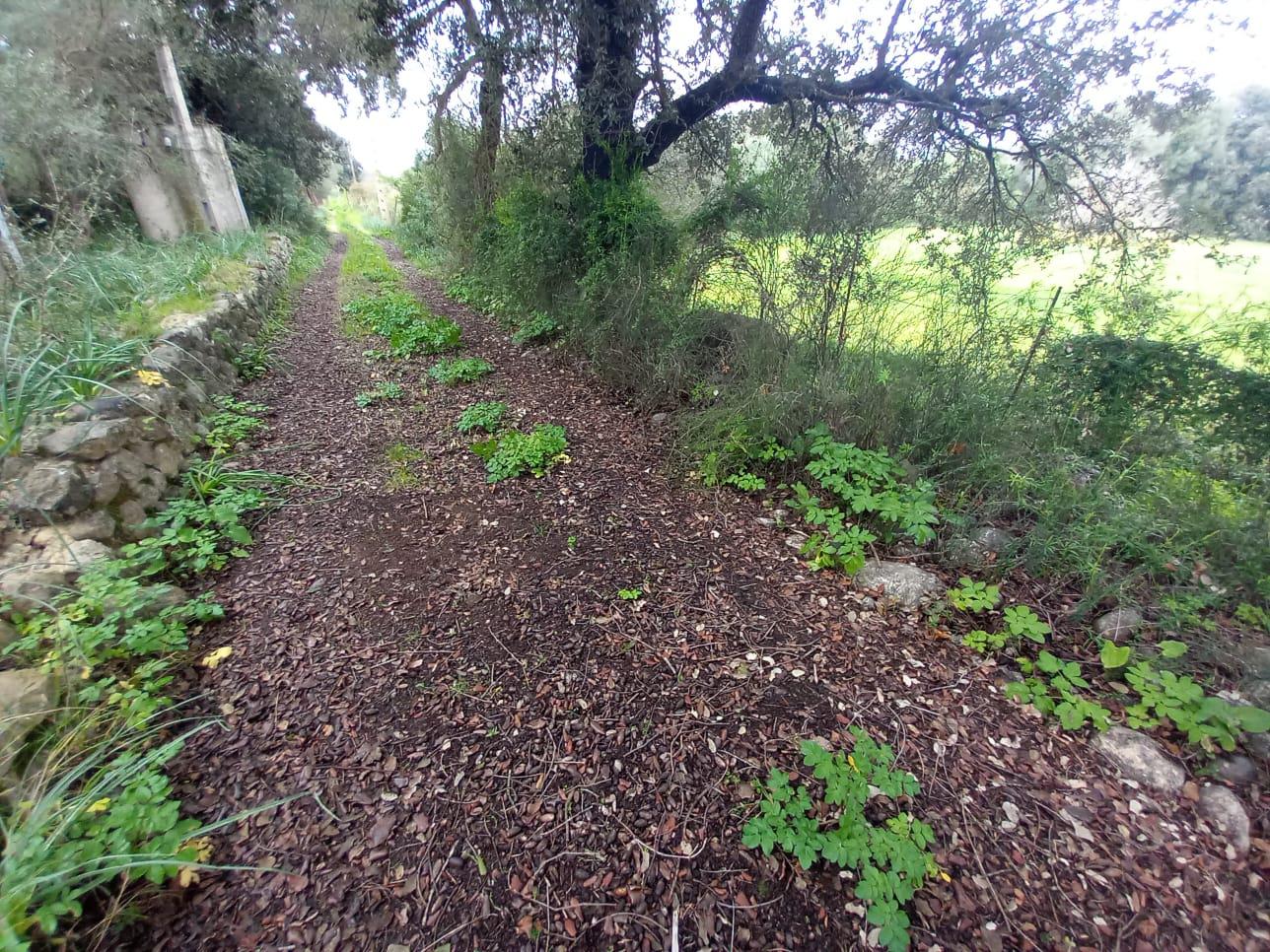 Imagen 15 Casa en venta en Selva / Finca rústica en Selva Baleares