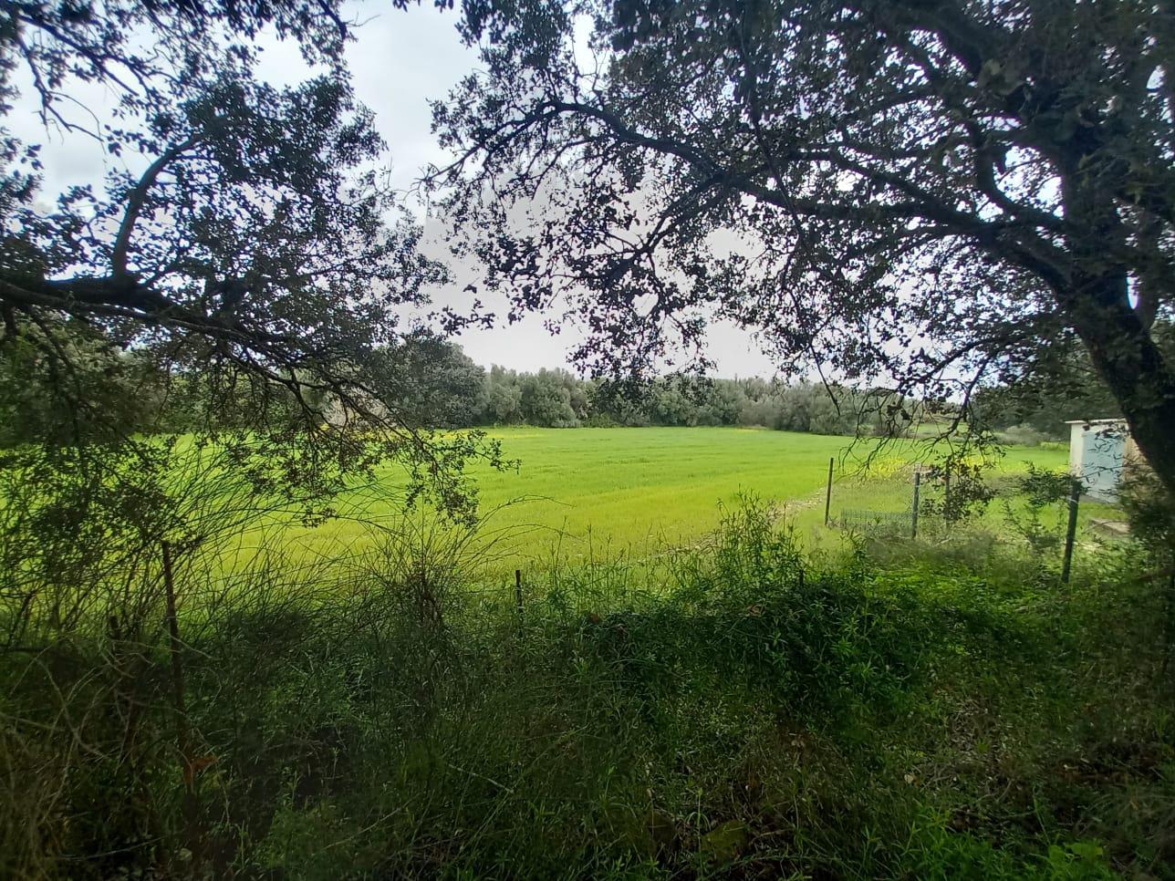 Imagen 17 Casa en venta en Selva / Finca rústica en Selva Baleares