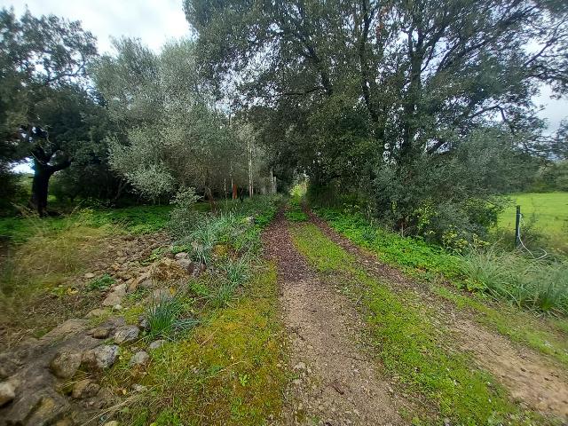 Imagen 4 Inmueble 293015 - Casa en venta en Selva / Finca rústica en Selva (Baleares)