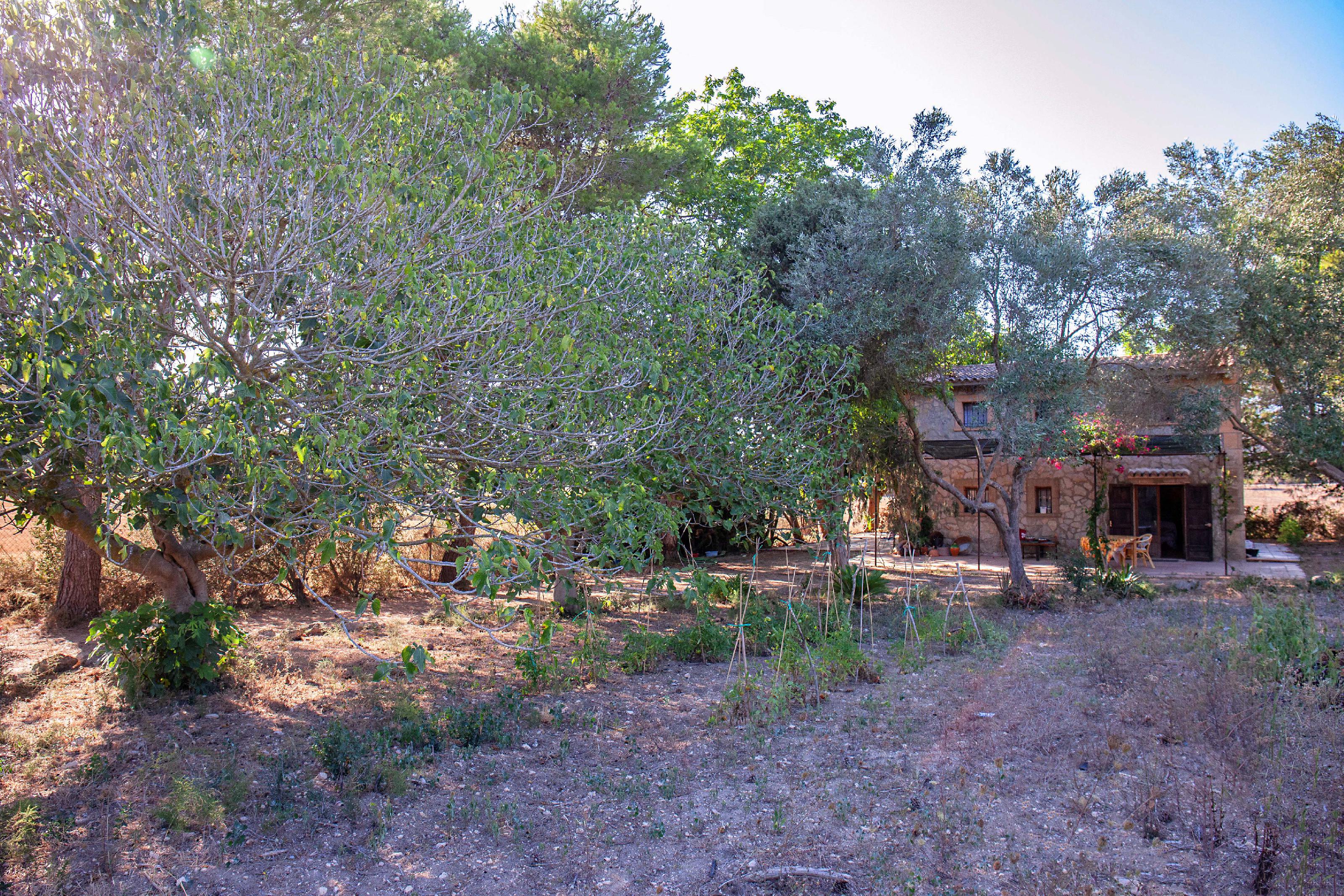 Imagen 10 Casa Rústica en venta en Manacor / Casa de campo rústica  parcela  en Son Talent  Manacor 