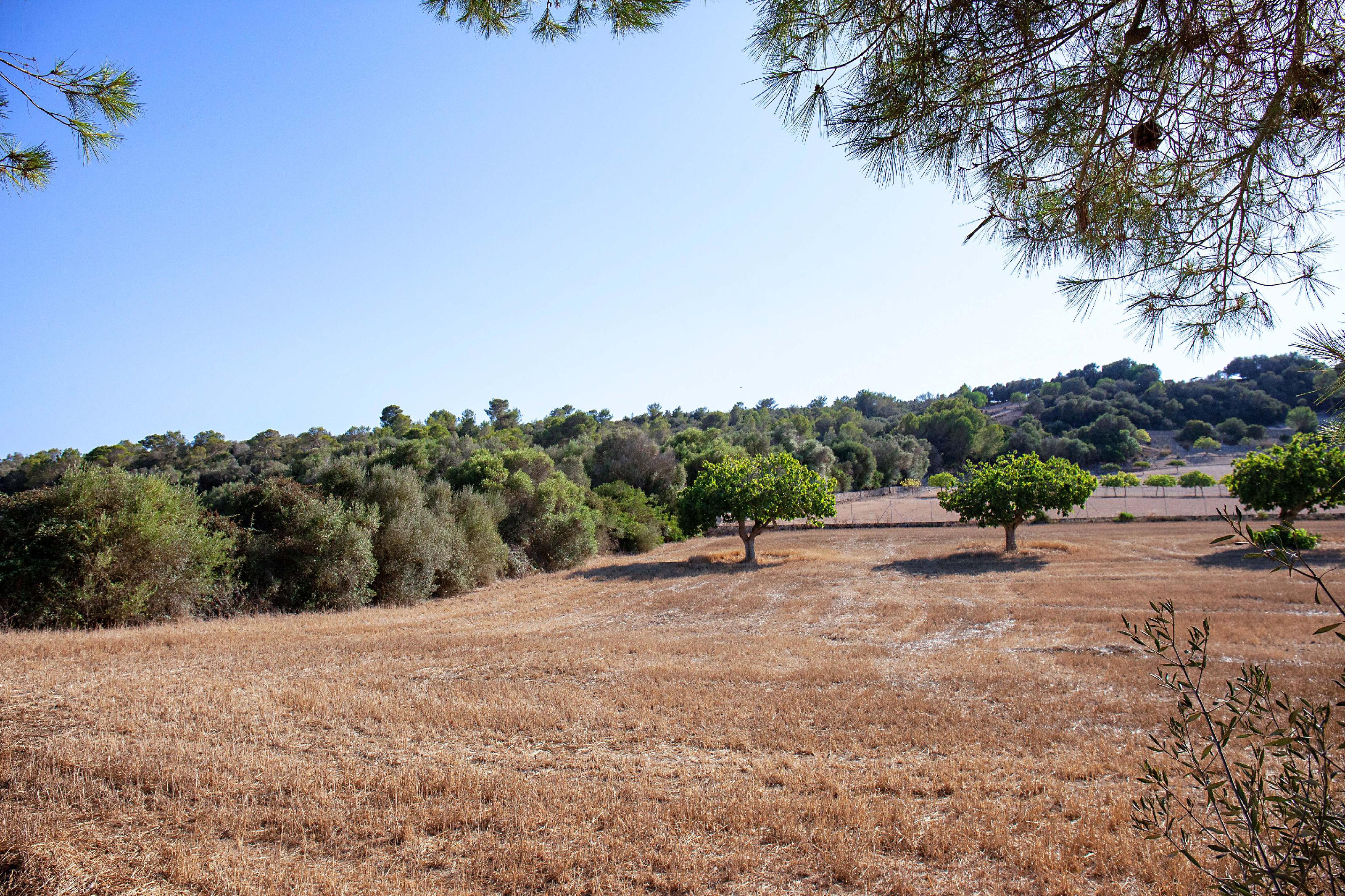 Imagen 11 Casa Rústica en venta en Manacor / Casa de campo rústica  parcela  en Son Talent  Manacor 