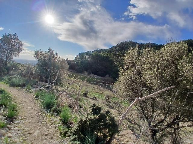 Imagen 17 Inmueble 298056 - Casa Rústica en venta en Mancor De La Vall / Casa rústica en venta en Mancor de la Vall