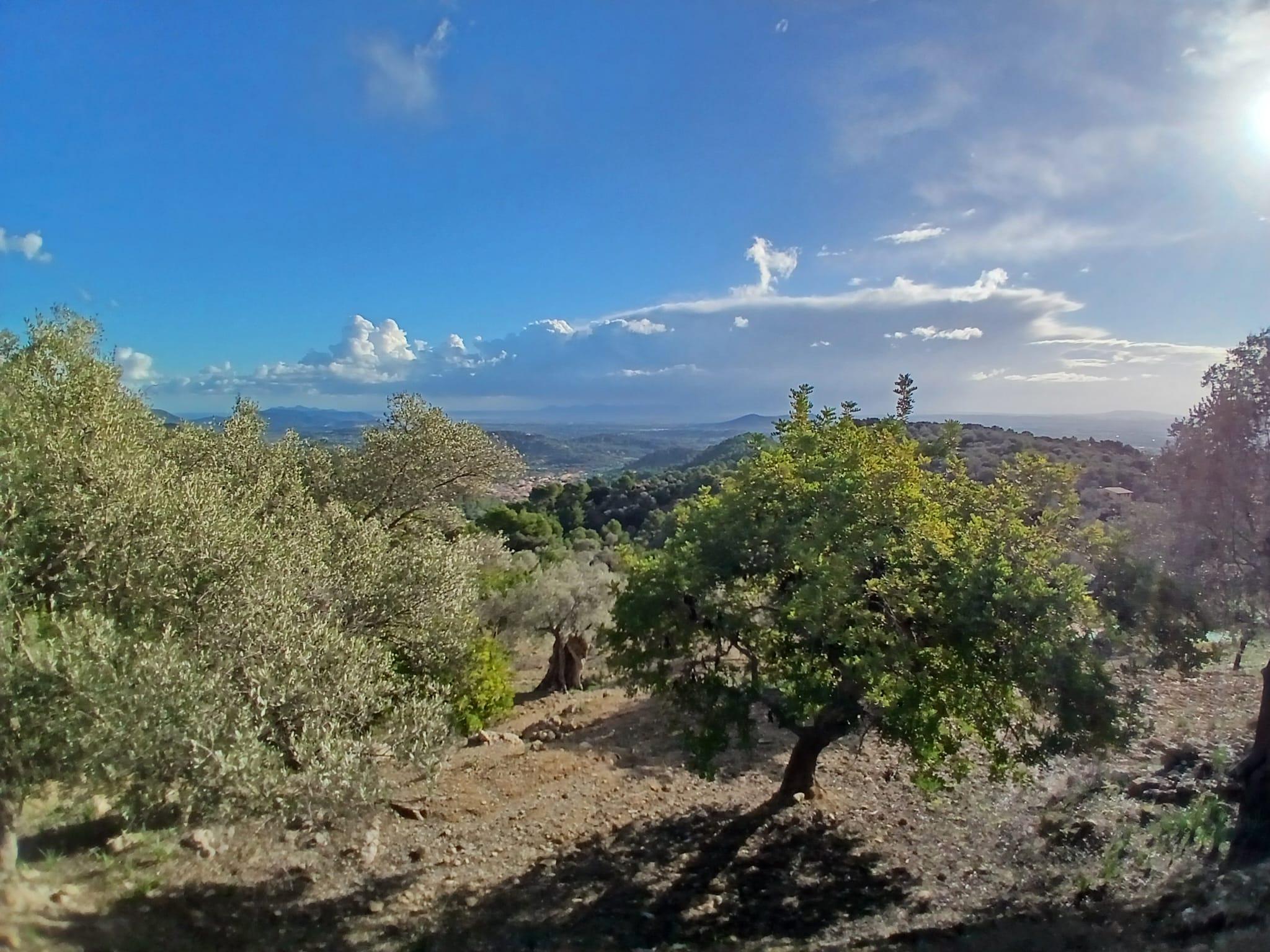 Imagen 20 Casa Rústica en venta en Mancor De La Vall / Casa rústica en venta en Mancor de la Vall