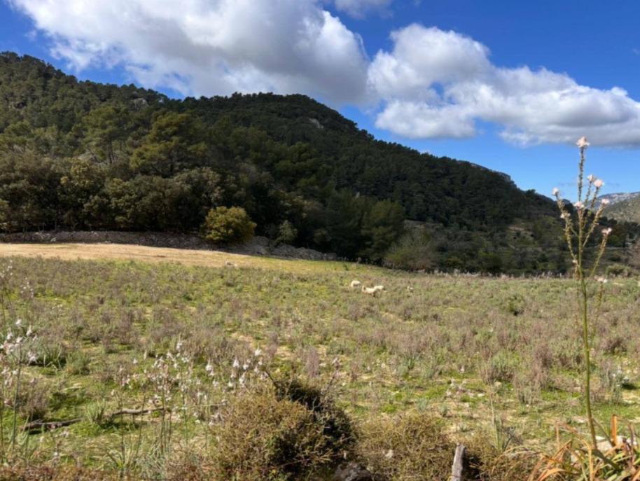 Imagen 11 Casa Rústica en venta en Mancor De La Vall / Casa rústica en venta en Mancor de la Vall