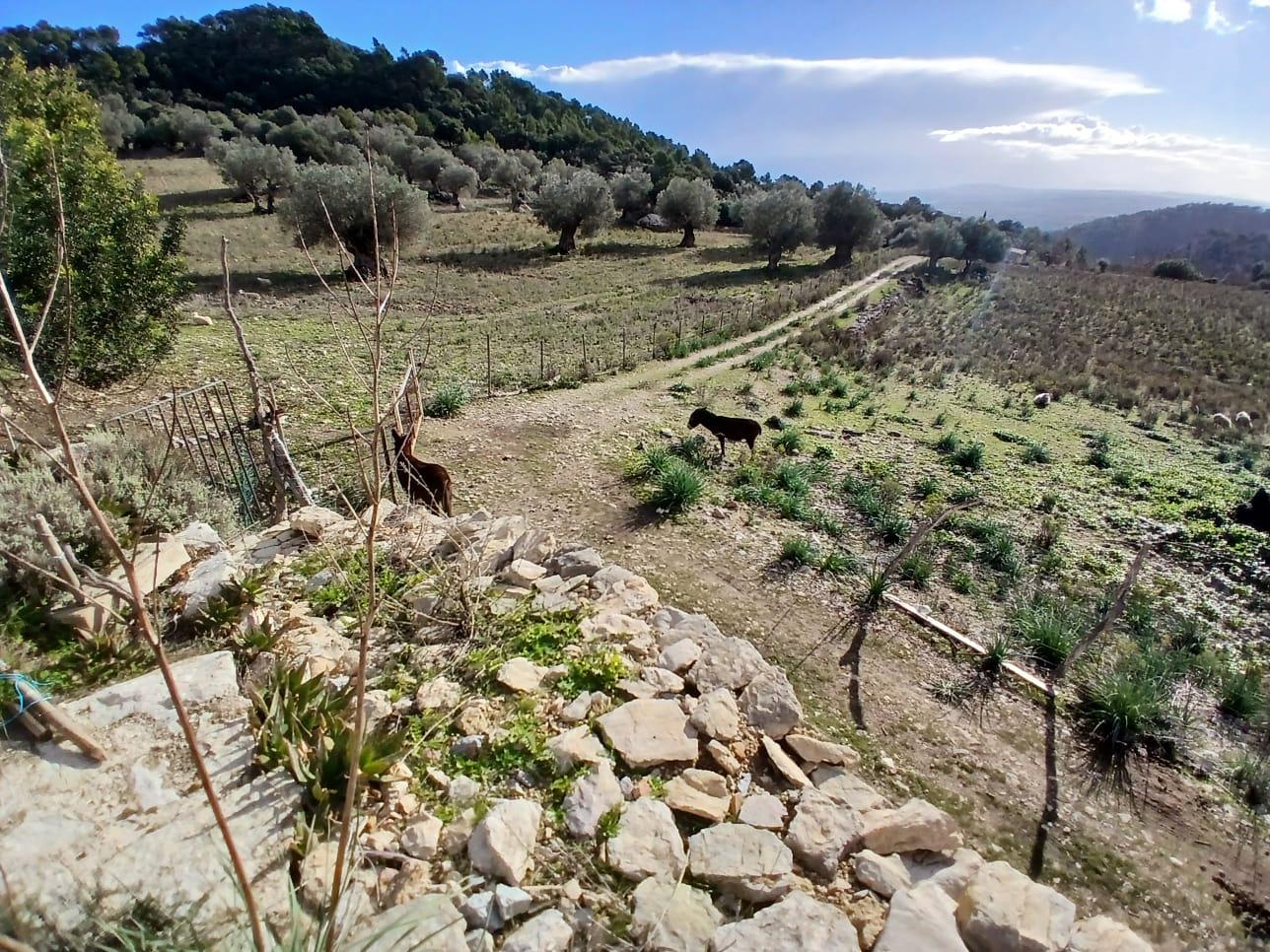 Imagen 22 Casa Rústica en venta en Mancor De La Vall / Casa rústica en venta en Mancor de la Vall