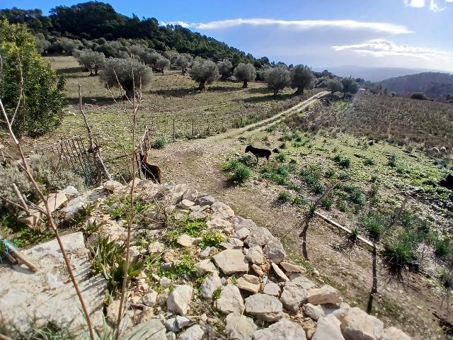 Imagen 22 Inmueble 298056 - Casa Rústica en venta en Mancor De La Vall / Casa rústica en venta en Mancor de la Vall