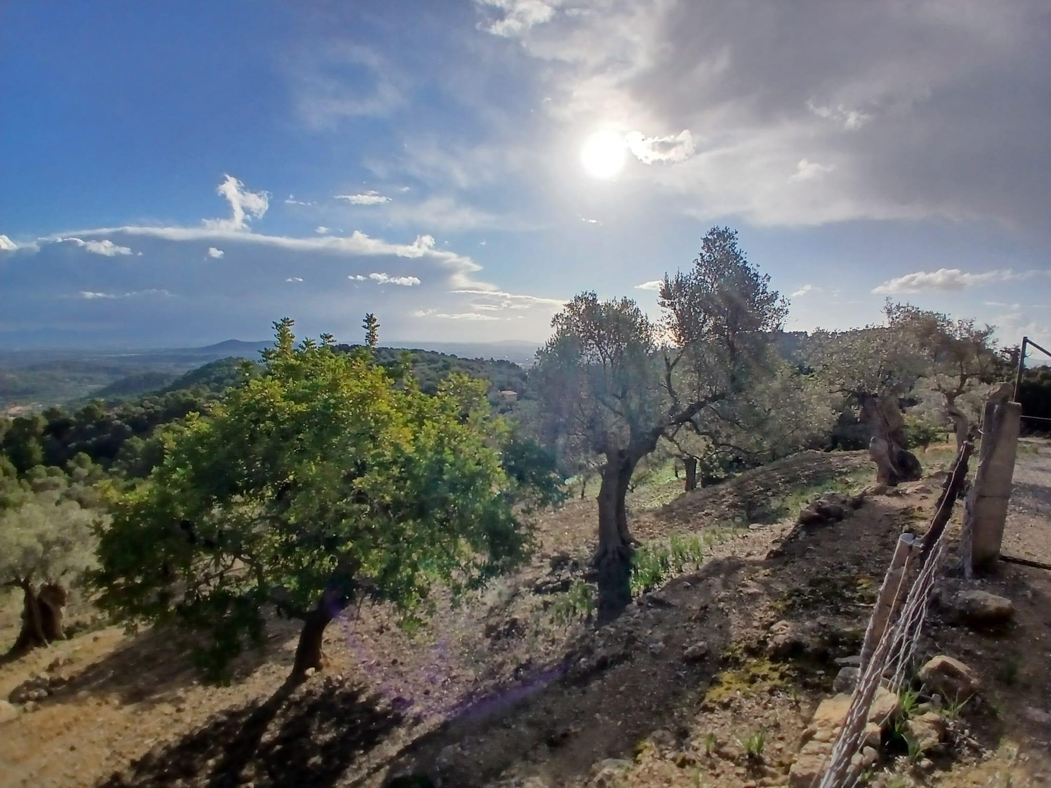 Imagen 26 Casa Rústica en venta en Mancor De La Vall / Casa rústica en venta en Mancor de la Vall