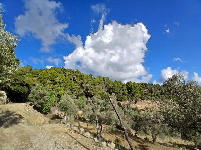 Imagen 28 Inmueble 298056 - Casa Rústica en venta en Mancor De La Vall / Casa rústica en venta en Mancor de la Vall