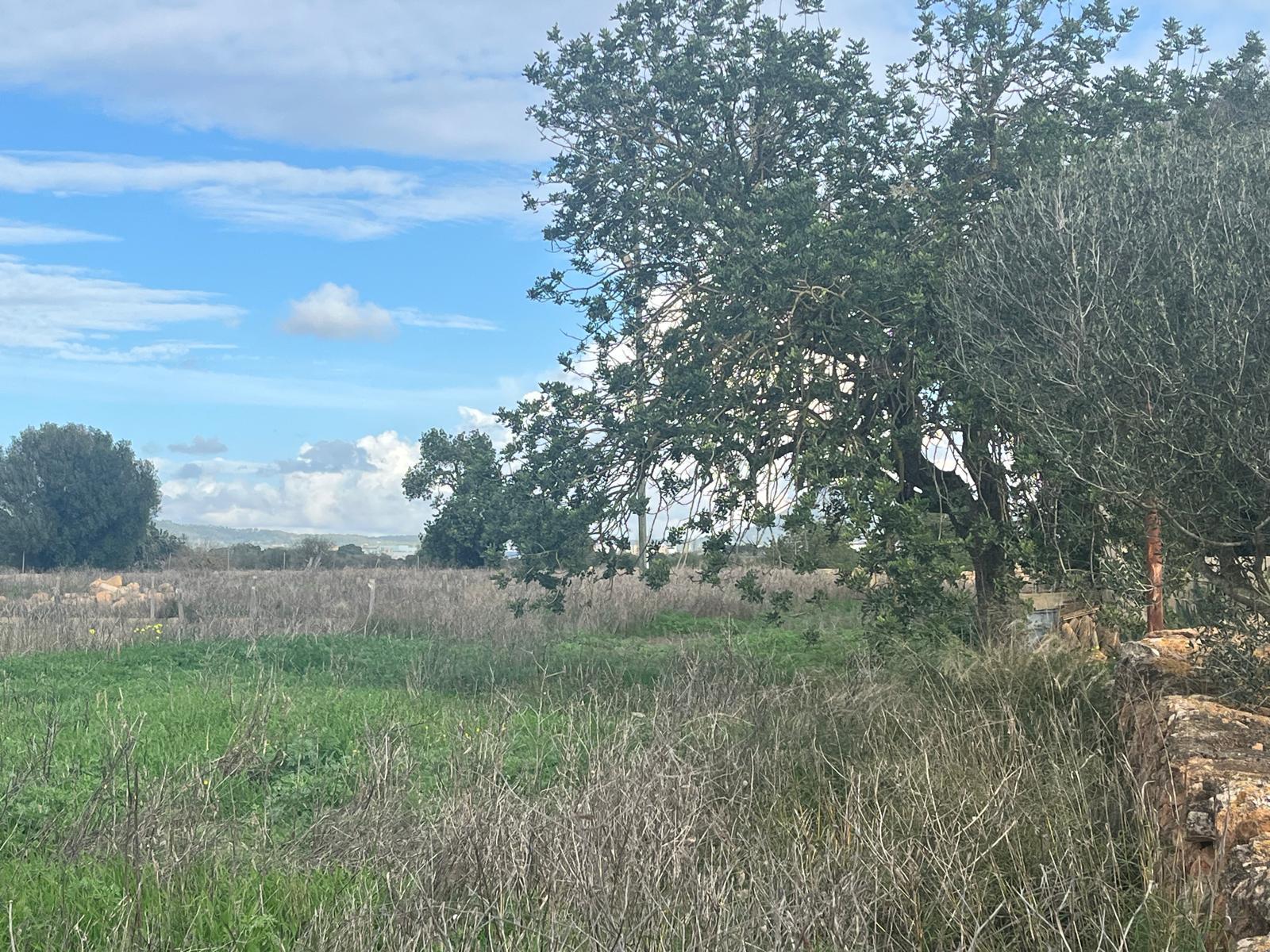 Imagen 20 Casa Rústica en venta en Llucmajor / Finca con antigua cuadra ecuestre +vivienda residencial 