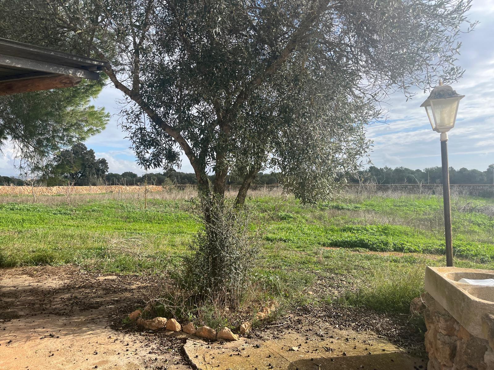 Imagen 23 Casa Rústica en venta en Llucmajor / Finca con antigua cuadra ecuestre +vivienda residencial 