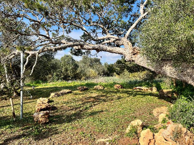 Imagen 29 Inmueble 299858 - Casa Aislada en venta en Campos / Casa rural en venta en Sa Ràpita