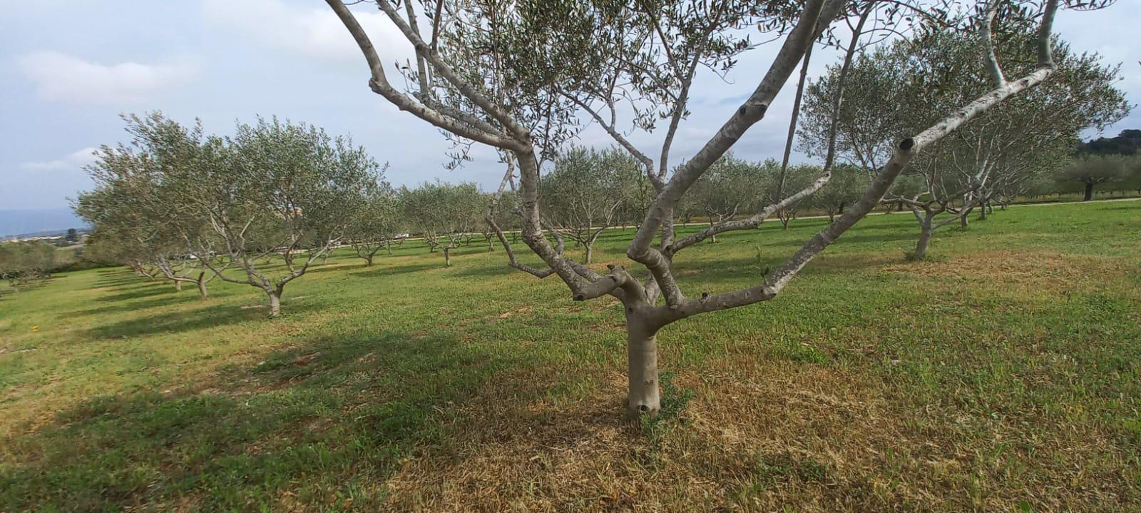 Imagen 29 Casa en venta en Catllar El / Ctra. El Pont d´Armentera, entre Mèdol y La Secuita