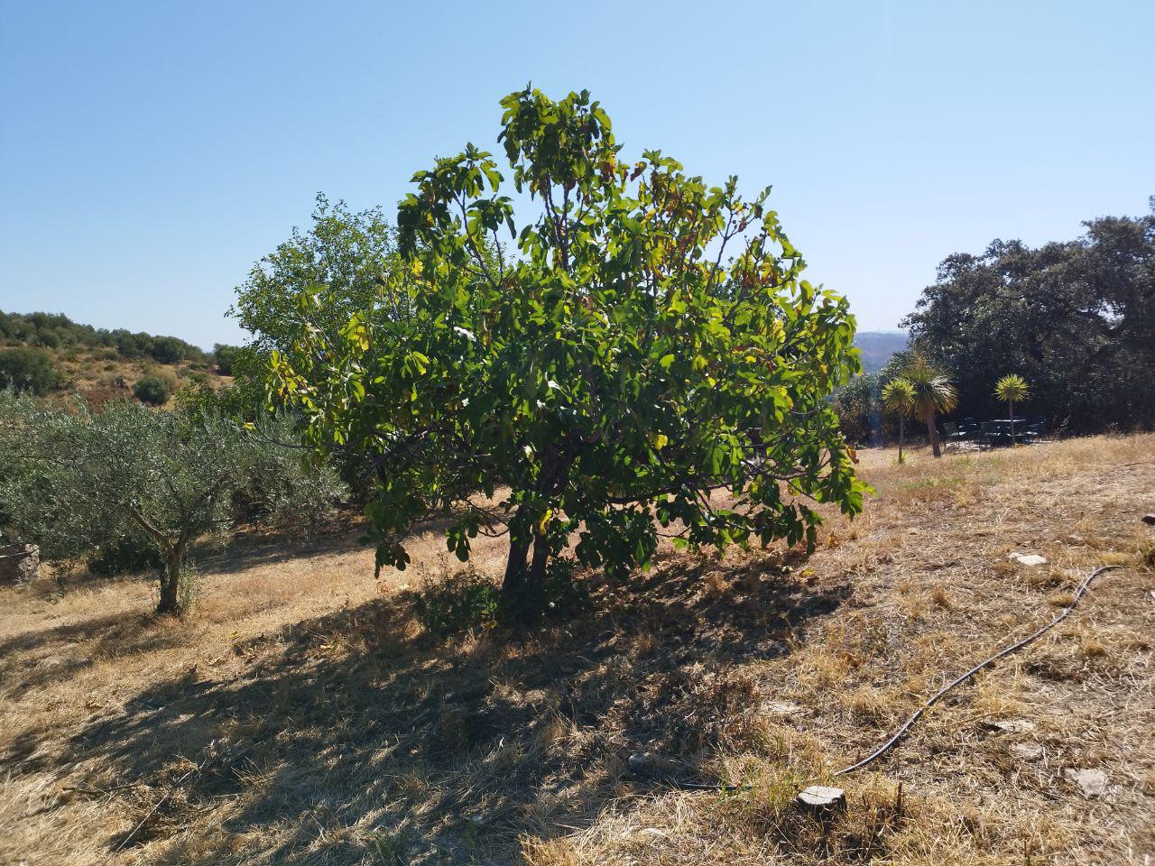 Imagen 27 Casa en venta en Castillo De Las Guardas El / Casa de campo con 3000 mt en El Castillo d...