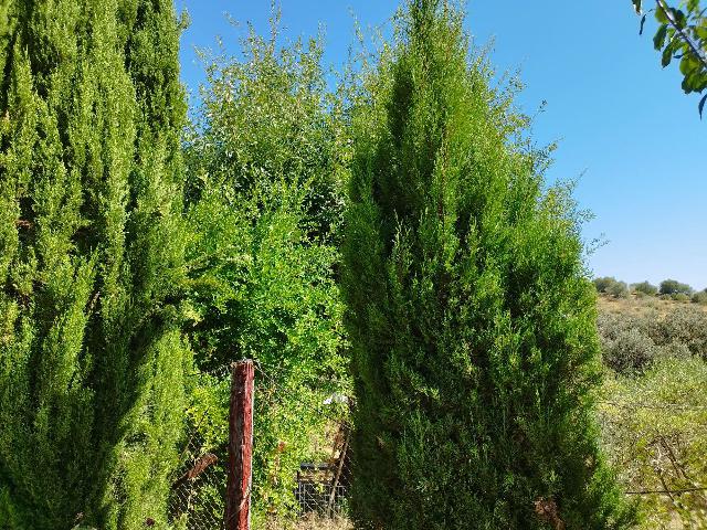 Imagen 13 Inmueble 295790 - Casa en venta en Castillo De Las Guardas (El) / Casa de campo con 3000 mt en El Castillo d...