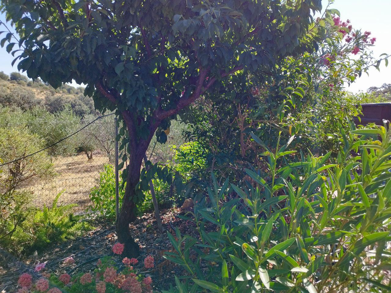 Imagen 24 Casa en venta en Castillo De Las Guardas El / Casa de campo con 3000 mt en El Castillo d...