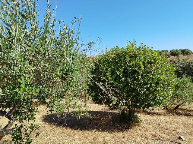 Imagen 32 Inmueble 295790 - Casa en venta en Castillo De Las Guardas (El) / Casa de campo con 3000 mt en El Castillo d...