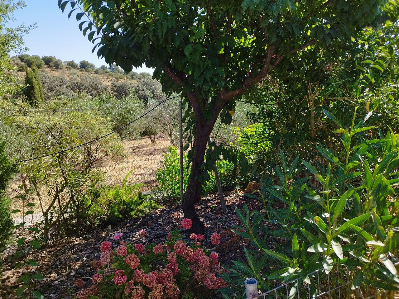 Imagen 3 Casa en venta en Castillo De Las Guardas El / Casa de campo con 3000 mt en El Castillo d...